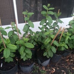 Red Guava (Guayaba) Plants. Price Is For Each