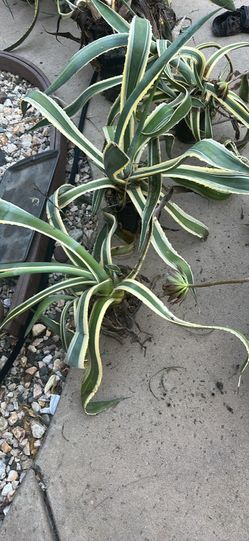 Agave plants