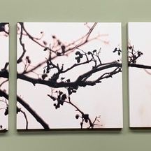 three-piece canvas picture set, nature photograph of bare tree branches