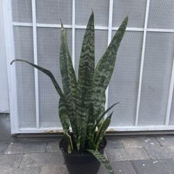 Snake Plant