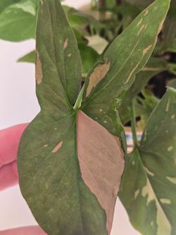 Syngonium pink splash and albo cutting