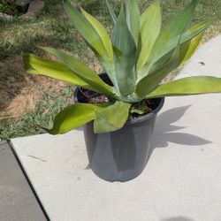 2ft Agave Plant