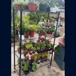 Sunday Sale Plants And Flowers 3710 Merrimack Ave. 92117 8-3