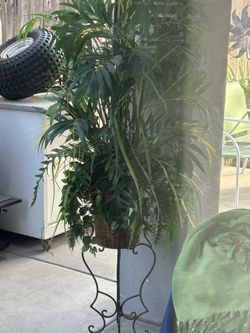 Indoor-Outdoor Plant & Stand