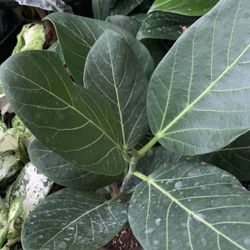 Rare Plant