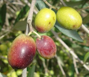Olive   Tree