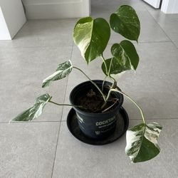 20” Tall Monstera Albo House Plant For Sale