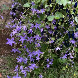Waterfall Campanula
