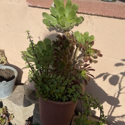 Suculentas  Grandes A 10 Dolares Cada Una 