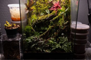 Fully planted terrarium