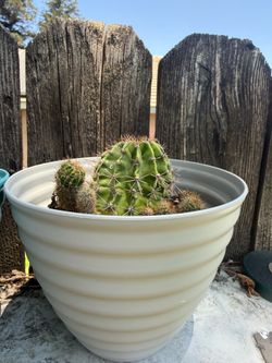 Cactus