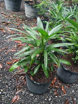 Sale! Lady palm 7gl $60🌴