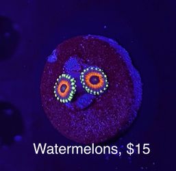 Fake Aquarium Decoration