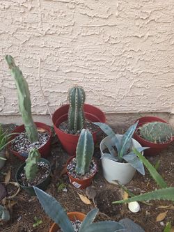 Succulent And Cacti