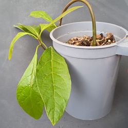 Avocado Plant | Ornamental Bonsai
