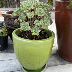 Potted Succulent 