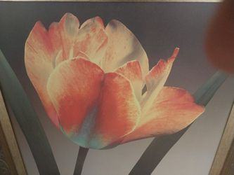 Beautiful Framed Nature Artwork Large  36x36