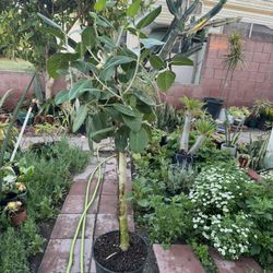 Mature Ficus Banyan 