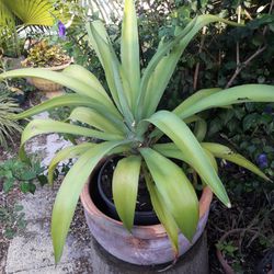 Agave Palm Tree Flowerpot Plants