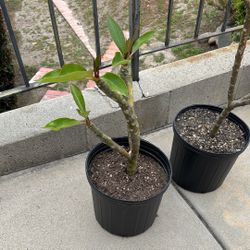 Plumeria Trees