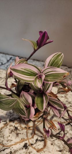 Pink Tradescantia