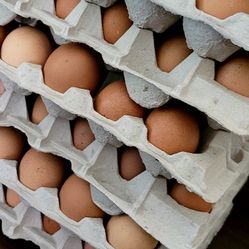 Fresh Unwashed Farm Eggs 