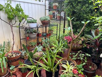 Planta for sale.