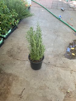 Rosemary plants
