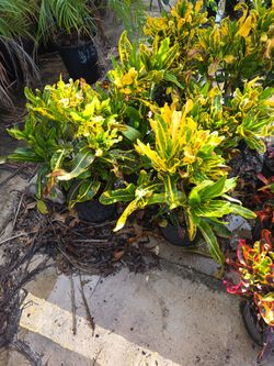 Crotos California 3gallon 