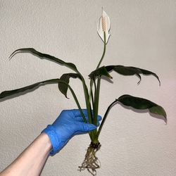 Peace lily