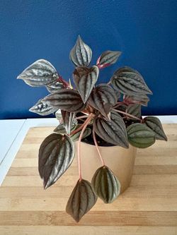 Peperomia Rosso Houseplant