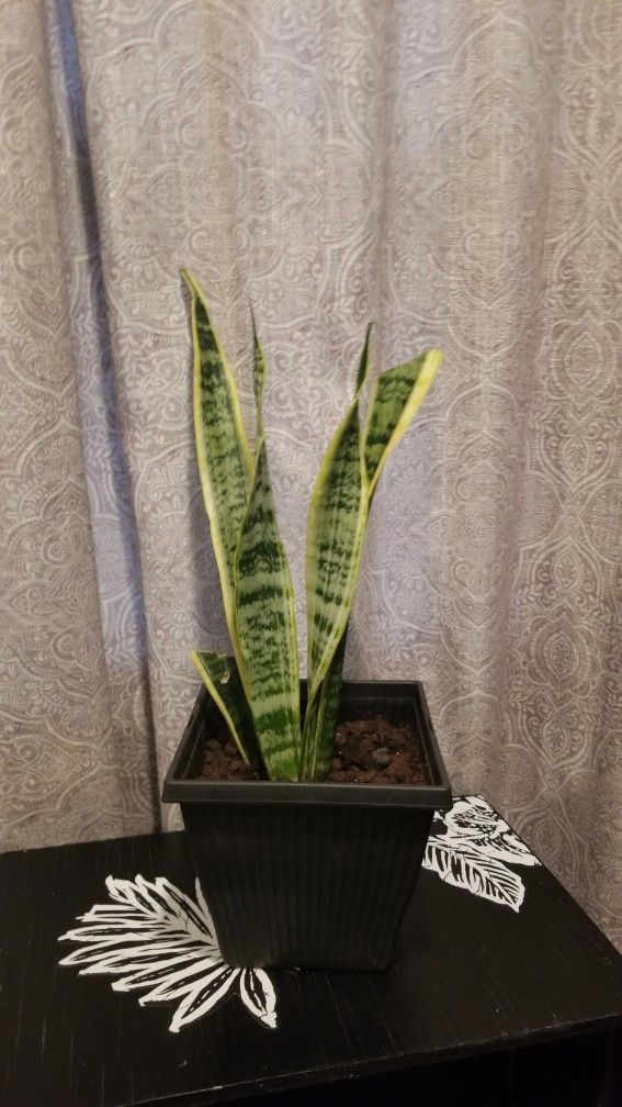 Snake Plant 