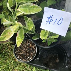 Besutiful Plants  Grown Organically  