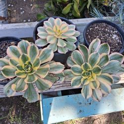 Sunburst 