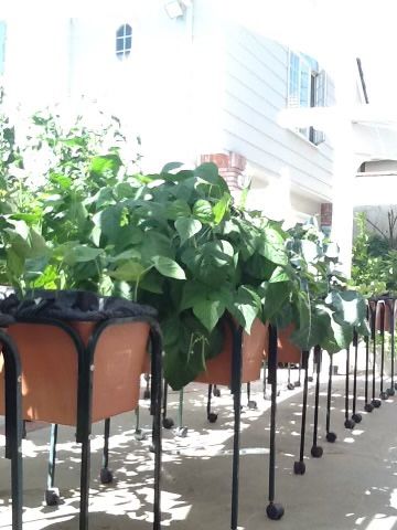 EarthBox gardening System with metal stands and castors