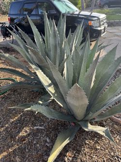 Free Blue Agave Americana Plants