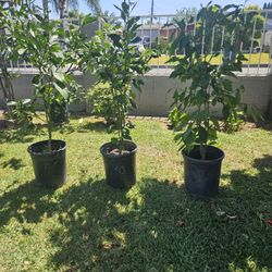 Plantas De Torongas A 30 Cada Una