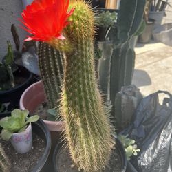 Cactus