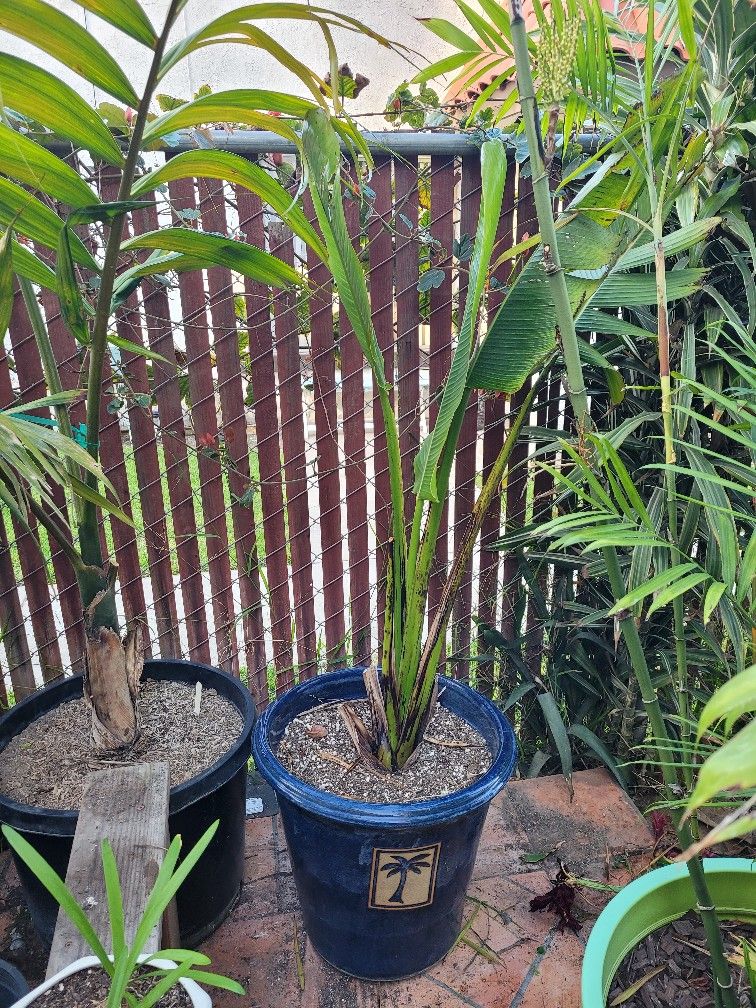 Traveler's Palms