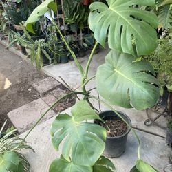 HERMOSAS PLANTAS NATURALES “MONSTERA DELICIOSA PLANT”