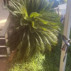 Small Palm Trees Healthy And Beautiful 