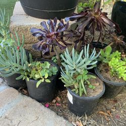 Assorted Succulents