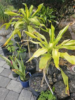 Corn Plant Rooted Established