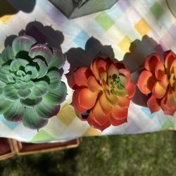 3 Artificial Succulents 