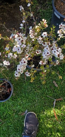 #28  Blooming Tea tree Plant I have 5gal $25, one gal 17