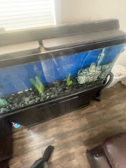 55 gallon fish tank