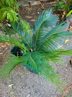 Sago Palms