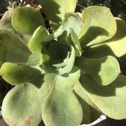 Single Sempervivium