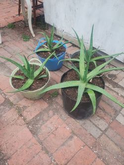 Aloe vera plants