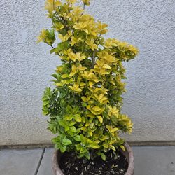 Euonymus Chollipo 3' tall